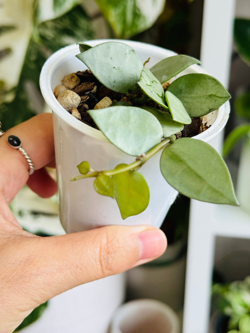 Plante dans petit pot Hoya krohniana silver eskimo 