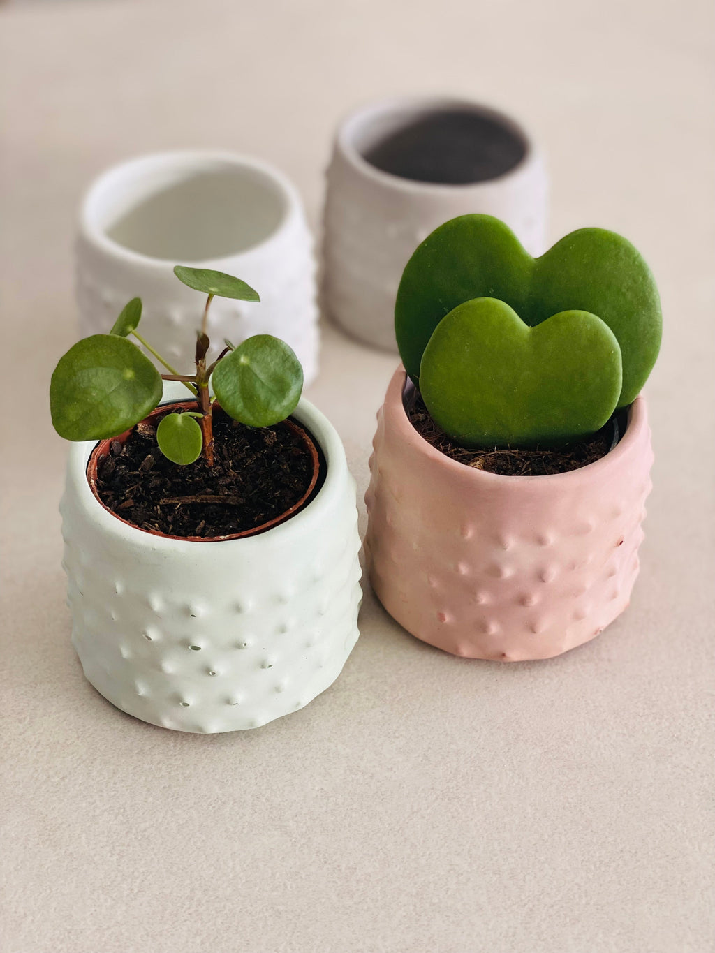 Petits cache-pots en béton à picots aux couleurs pastel, dont deux avec de petites plantes.