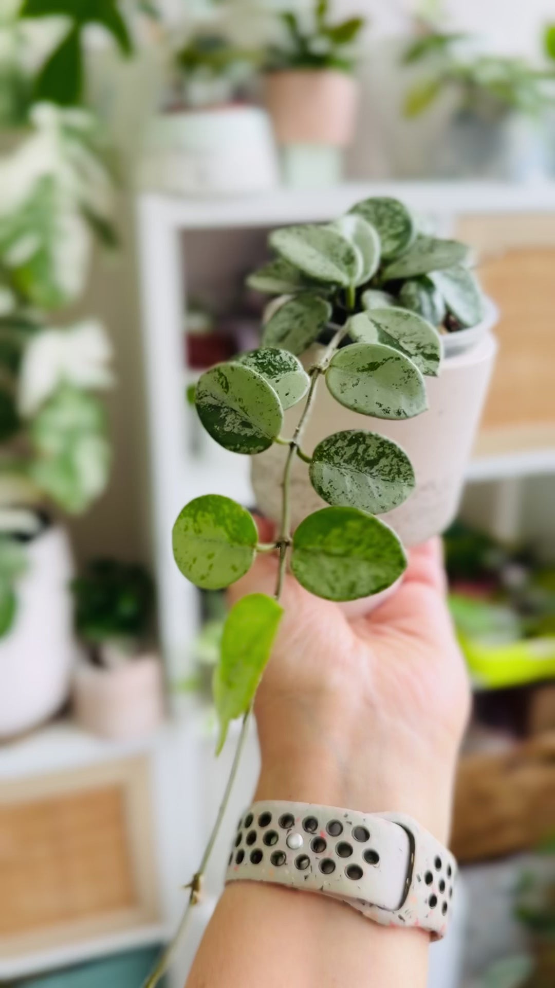 Petite hoya mathilde splash 